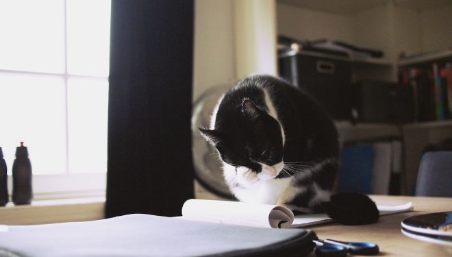 Why Even Cats Need to Become Better Writers (and Maybe You Can, Too)
